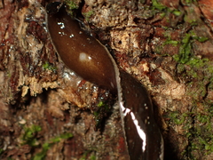 Newzealandia