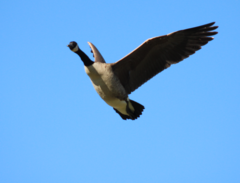 Branta canadensis
