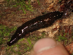 Newzealandia
