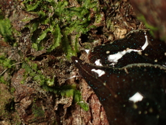 Newzealandia