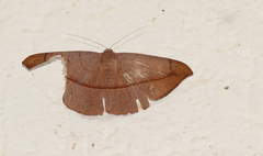 Noreia vinacea