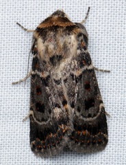 Proteuxoa sanguinipuncta
