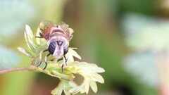 Phytomia argyrocephala