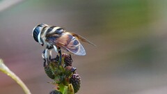 Phytomia argyrocephala