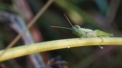 Eutrombidium trigonum