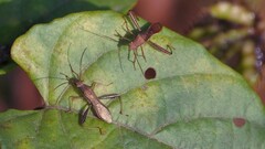 Riptortus linearis