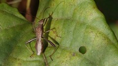 Riptortus linearis