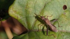 Riptortus linearis
