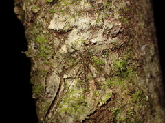 Austrolimnophila argus