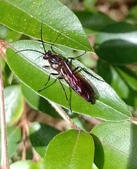 Elaphroptera