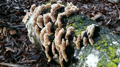 Trametes versicolor