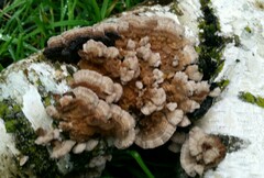 Trametes versicolor