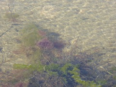 Fundulus parvipinnis