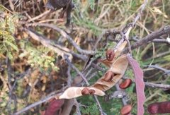 Mimosa aculeaticarpa