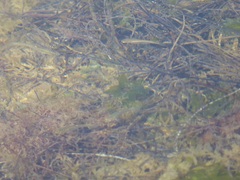 Fundulus parvipinnis