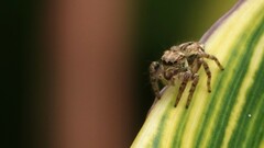 Carrhotus viduus