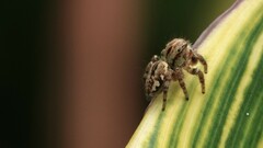 Carrhotus viduus