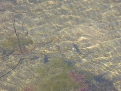 Fundulus parvipinnis