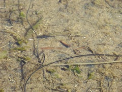 Fundulus parvipinnis