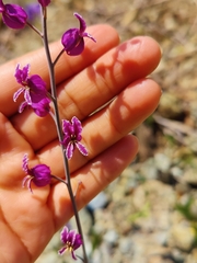 Streptanthus glandulosus glandulosus