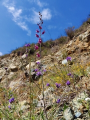 Streptanthus glandulosus glandulosus
