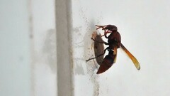 Rhynchium