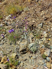 Streptanthus glandulosus glandulosus