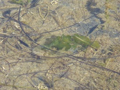 Fundulus parvipinnis