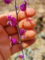 Streptanthus glandulosus glandulosus