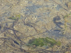 Fundulus parvipinnis