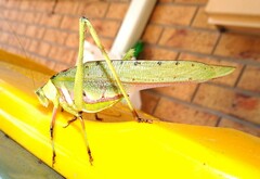 Ephippitytha trigintiduoguttata