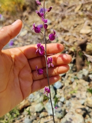 Streptanthus glandulosus glandulosus