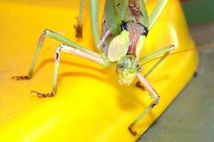 Ephippitytha trigintiduoguttata