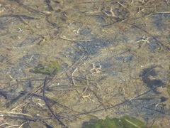 Fundulus parvipinnis