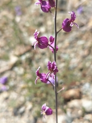 Streptanthus glandulosus glandulosus