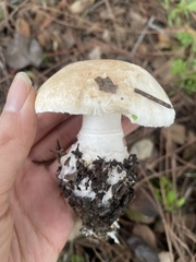 Leucoagaricus amanitoides