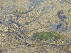 Fundulus parvipinnis