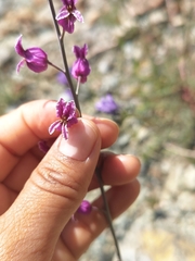 Streptanthus glandulosus glandulosus