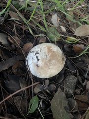 Leucoagaricus amanitoides