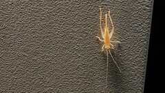 Anaxipha exigua