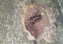 Megarhyssa atrata