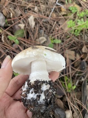 Leucoagaricus amanitoides
