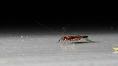 Homoeoxipha lycoides