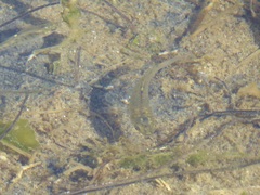 Fundulus parvipinnis