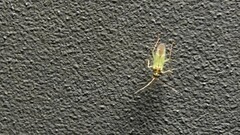 Cyrtorhinus