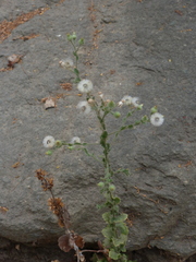 Pseudoconyza viscosa