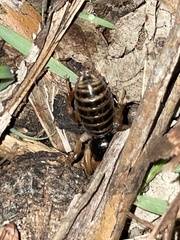Ammopelmatus