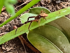 Stephanopis barbipes