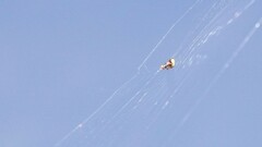 Araneus viridiventris