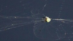 Araneus viridiventris
